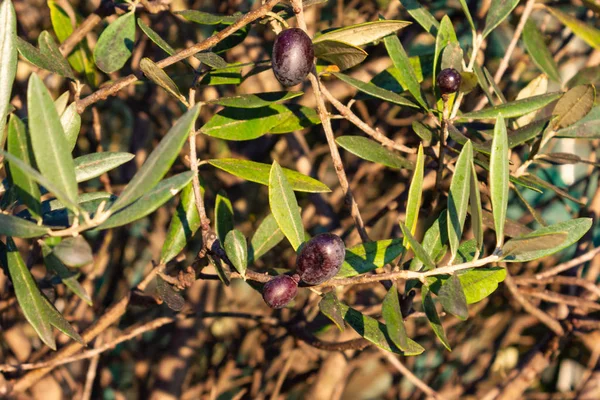 Olivenfrüchte Baum Hängen Warmen Sonnenlicht Des Herbstabends — Stockfoto