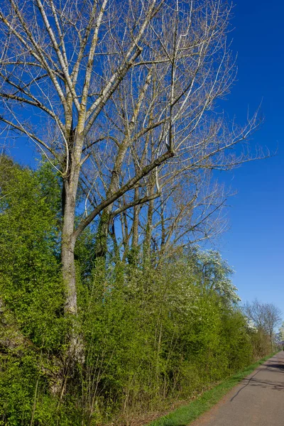 Variety Beautiful Trees Backlight Also Bright Sunshine Fresh Green Blossom — Stock Photo, Image