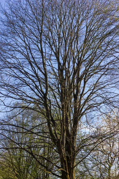 Variety Beautiful Trees Backlight Also Bright Sunshine Fresh Green Blossom — Stock Photo, Image