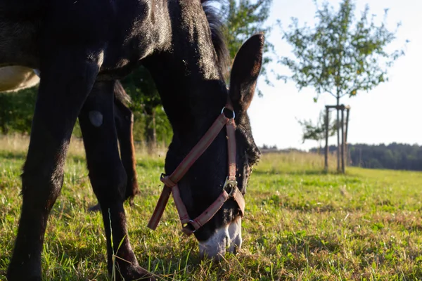 Bonito Burro Paddock Noche Verano Sur Alemania —  Fotos de Stock