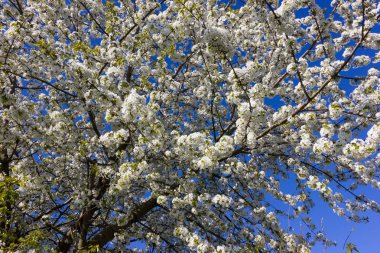 parlak güneş ışığı altında bahar ağaçları çiçek açan