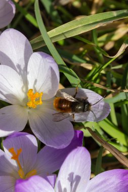 Bahar, doğal arka plan yatakta çiğdem çiçek.