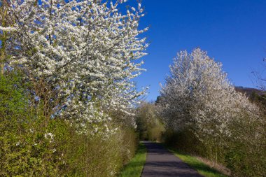 güzel ağaçlar arka ışık da parlak güneşli taze yeşil ve çiçeği ve görünür dalları ile çeşitli