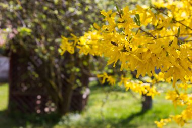 taze çiçek ve Bahçe çiçek yeşil ışığı Paskalya günü