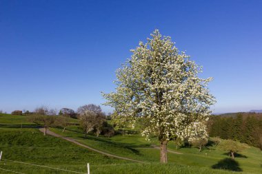 güzel ağaçlar arka ışık da parlak güneşli taze yeşil ve çiçeği ve görünür dalları ile çeşitli