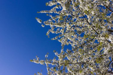 parlak güneş ışığı altında bahar ağaçları çiçek açan