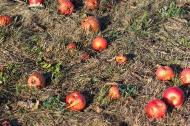 Çayır bahçesi yaz aylarında Güney Alman kırsal