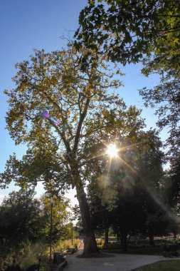 Güneş ışınları aracılığıyla şehir parkı ağaçlarda Güney Almanya sonbahar eveneing