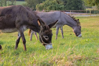 Güney Alman Countryside yaz akşamı padok, şirin eşek