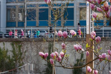 birçok mor, kırmızı, pembe çiçek dalları ve yeşillik