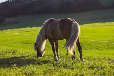 Güney Almanya yeşil çim mavi gökyüzü güneş ışını Bavyera allgau kırsalında yaz akşamı atlar