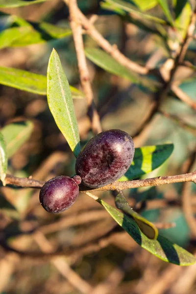 Olivenfrüchte Baum Hängen Warmen Sonnenlicht Des Herbstabends — Stockfoto