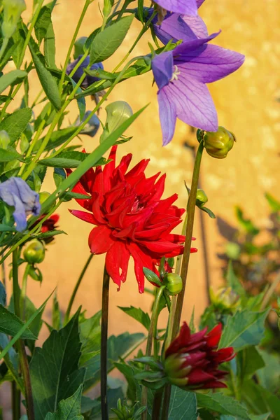 Casa Campo Baviera Flores Jardim Ambiente Calmo Quente — Fotografia de Stock