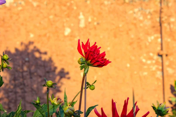 Bavarian cottage garden flowers, warm calm atmosphere