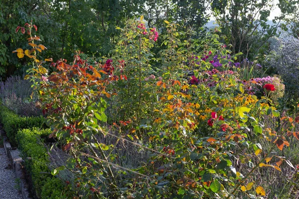 Hüttengarten Blüht Sommerabend Bayerischer Landschaft — Stockfoto