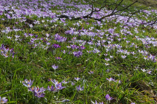 Crocus Flower Bed Spring Natural Background — стоковое фото