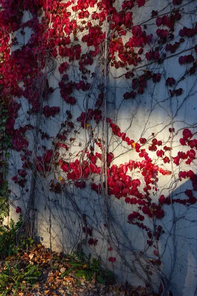 Ivy Herfst Bladeren Betonnen Muur Zonnige Avond Duitsland — Stockfoto
