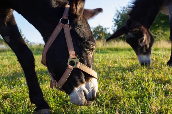 Bonitos Burros Paddock Noche Verano Sur Alemania — Foto de Stock