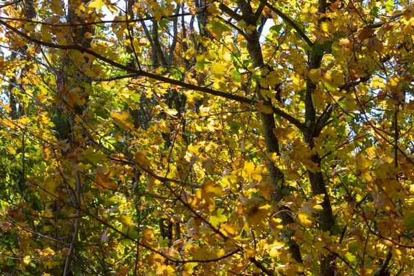 Raggi Sole Attraverso Alberi Forestali Estivi Indiani Foglie Nella Campagna — Foto Stock