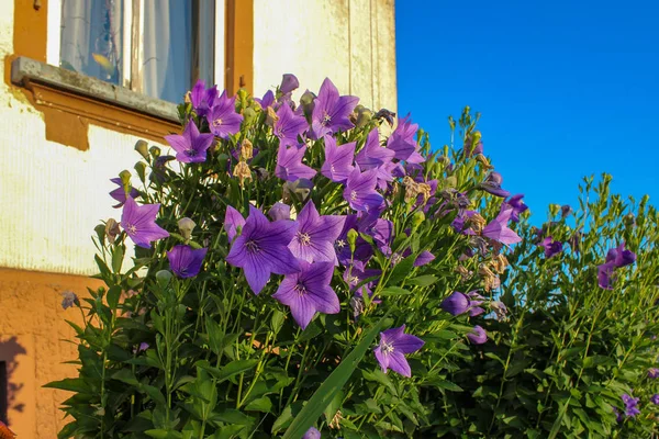Bavarian cottage garden flowers, warm calm atmosphere