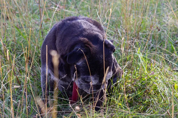 black pug on fall outdoor trip in south germany