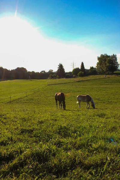 Caballos Noche Verano Campiña Allgau Bavariana Del Sur Alemania Hierba —  Fotos de Stock