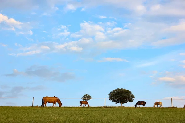 Horizon sky and field with horses at summer evening in southern Germany