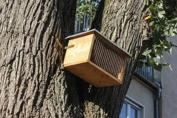 Fågelbur Hängande Högt Träd Top Hösten Solig Eftermiddag Södra Tyskland — Stockfoto