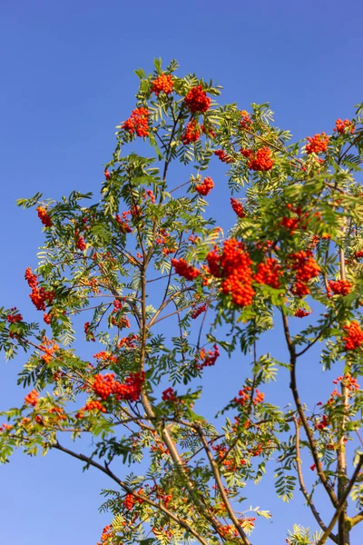 Ramo Árvore Baga Vermelha Fundo Azul Céu — Fotografia de Stock