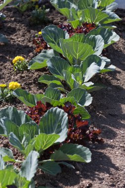 Haziran ayında Güney Almanya çok güneşli bir günde gördüğünüz sebze ve salata ve kırsal kesimde açık dünya üzerindeki çiçekler