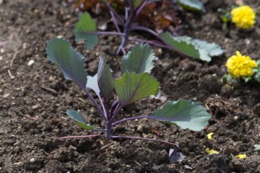 Haziran ayında Güney Almanya çok güneşli bir günde gördüğünüz ayrıntıları ve renk sebze ve salata ve vejetaryen yiyecekler