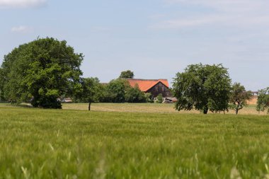 çok güneşli Güney Almanya'da sen kırpma tahıl ve tahıl büyüme yeşil renk ve mavi gökyüzü yukarıda olduğu gibi erken stadyumda bitkilerin görebilir miyim