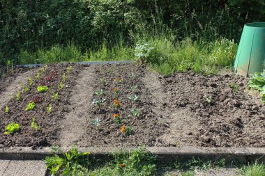 Sen görmek detayları ve renkleri çilek ve salata yeşillik ve Bahçe çiçekleri de Haziran ayında Güney Almanya çok güneşli bir günde