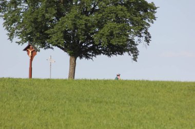 Haziran ayında Güney Almanya çok güneşli bir günde ağaç ağaç yakınındaki dini haç ile sürüş bisikletçi görmek