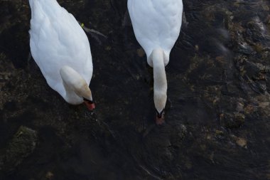 Haziran ayında beyaz ve bir siyah kuğu de akşam önceki gece yüzme sırasında gördüğünüz bir şehir merkezinin Güney Almanya'da bir akşam günde gelir