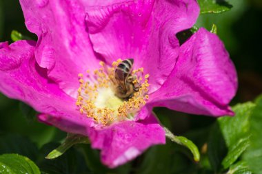 çok güneşli Güney Almanya'da çiçek hibiskus güçlü hafifleyen renk izlenim arılar bal çiçek için besleyici ile görebilirsiniz ve tüm çiçekler güzellik pembe