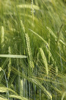 çok güneşli Güney Almanya'da sen kırpma tahıl ve tahıl büyüme yeşil renk ve mavi gökyüzü yukarıda olduğu gibi erken stadyumda bitkilerin görebilir miyim