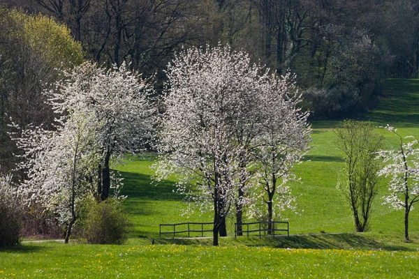 Strong White Bloom Green Fields Sunny Spring Day South Germany — Stock Photo, Image