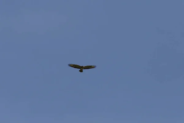 Día Muy Soleado Junio Sur Alemania Pájaro Vuelo Aire Cielo — Foto de Stock