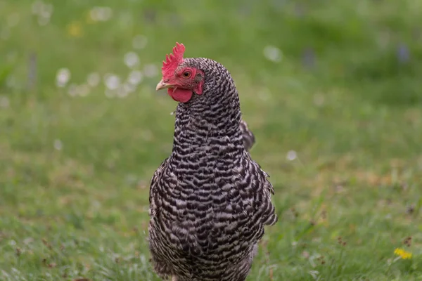 Курица Пасущаяся Зеленой Лужайке Юге Германии — стоковое фото