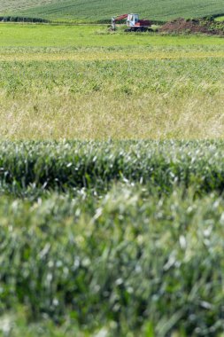Haziran ayında Güney Almanya çok güneşli manzara mavi yaz göğün ve kazıcı altın yeşil mısır ve ağaçlar yanında mısır tarlası arkasında altında görmek