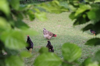 çok güneşli Güney Almanya'da sen tavuk erkek ve dişi yeşil ot ve çalılar arkasında koşturup siyah ve kahverengi ve gri renkte görebilir miyim