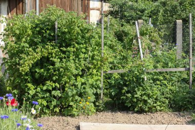 Haziran ayında Güney Almanya çok güneşli bir günde ayrıntıları ve çilek ve yeşil salata ve çitler ve Bahçıvanlık yapmanız için ihtiyacınız parçalar renkleri görmek