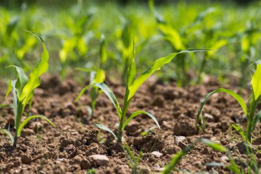 çok güneşli Güney Almanya'da sen Mısır kahverengi toprak ve mavi gökyüzü yukarıdaki bitkilerin görebilir miyim