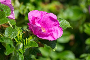 çok güneşli Güney Almanya'da çiçek hibiskus güçlü hafifleyen renk izlenim arılar bal çiçek için besleyici ile görebilirsiniz ve tüm çiçekler güzellik pembe