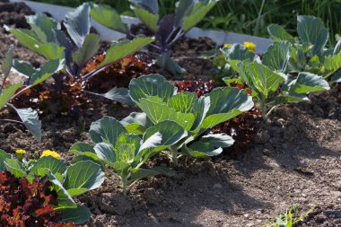 Haziran ayında Güney Almanya çok güneşli bir günde gördüğünüz sebze ve salata ve kırsal kesimde açık dünya üzerindeki çiçekler