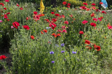 Haziran ayında Güney Almanya çok güneşli bir günde ayrıntıları ve çilek ve yeşil salata ve çitler ve Bahçıvanlık yapmanız için ihtiyacınız parçalar renkleri görmek