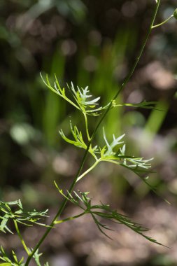 Haziran ayında Güney Almanya çok güneşli bir günde kırsal etrafında otlar ve bitkiler gölgesinden bir manastır bölgesinde Bahçe dolu ağaçları Bkz: