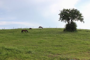 sonu Güney Almanya çok sıcak sıcaklık taze yeşil çim ve geniş melek Oda horizone, mavi gökyüzü zevk at izin verebilirim