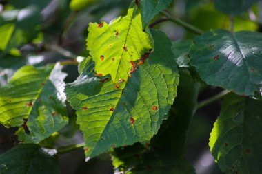 karanlık veya donuk parlak yeşil ve kahverengi karışımı birlikte yaz orman Güney Almanya'da bir karanlık kısmında renkler.